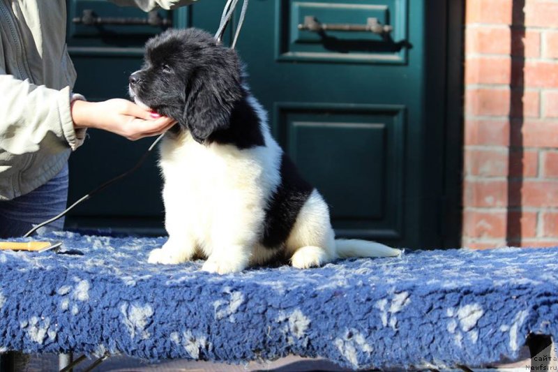 Фото: ньюфаундленд Super Premium Yasmine (Супер Премиум Юасмине)