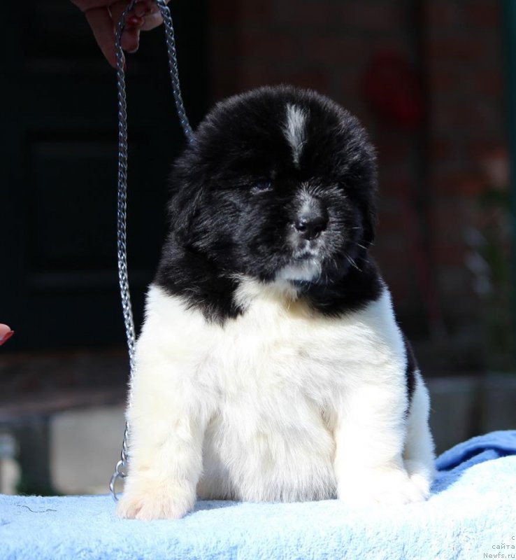 Фото: ньюфаундленд Super Premium Yasmine (Супер Премиум Юасмине)