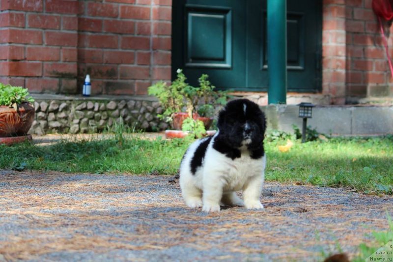 Фото: ньюфаундленд Super Premium Yasmine (Супер Премиум Юасмине)