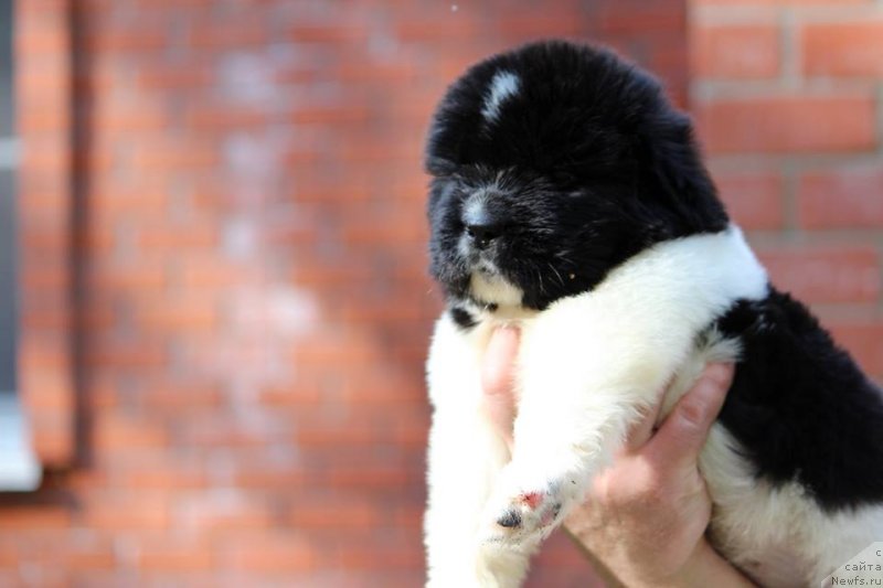 Фото: ньюфаундленд Super Premium Yasmine (Супер Премиум Юасмине)