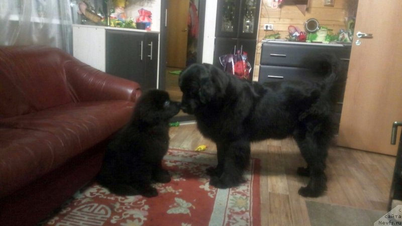 Фото: ньюфаундленд Enigmatic Kingd Guardian Angel (Енигматик Кингд Гуардиан Ангел), ньюфаундленд Enigmatic kingd Angel of Soul (Енигматик Кингд Ангел оф Cоул)