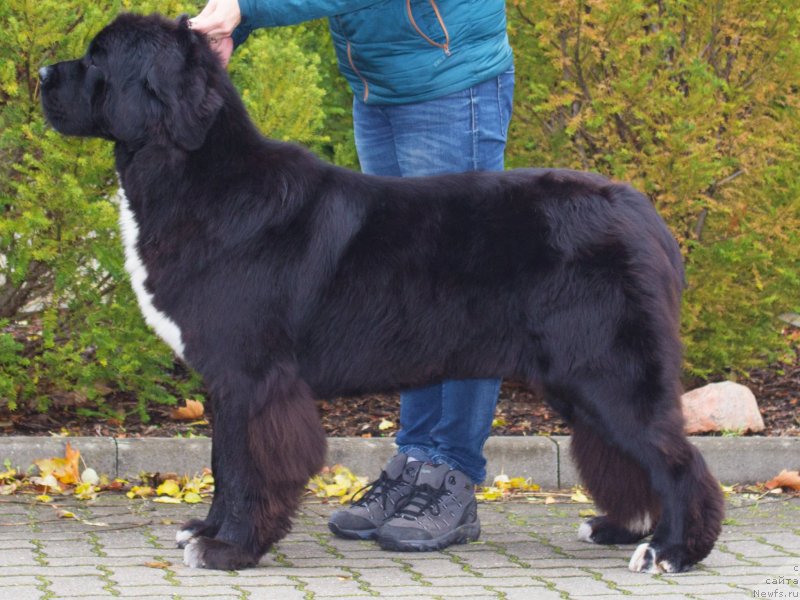 Фото: ньюфаундленд Piternyuf Compliment for Corporevaill (Питерньюф Комплимент фор Корпоревайлл)