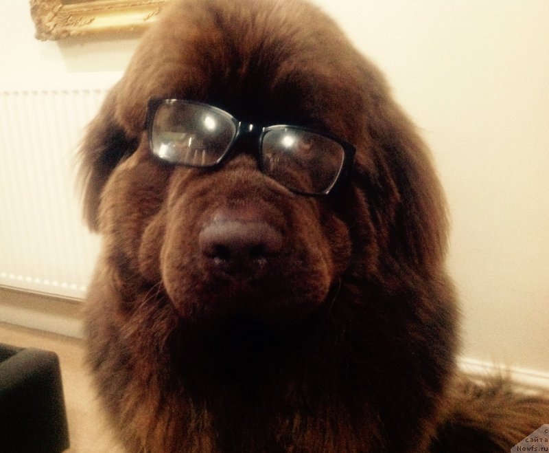 Фото: ньюфаундленд Nobl King May Lord Simba (Нобл Кинг Май Лорд Симба)