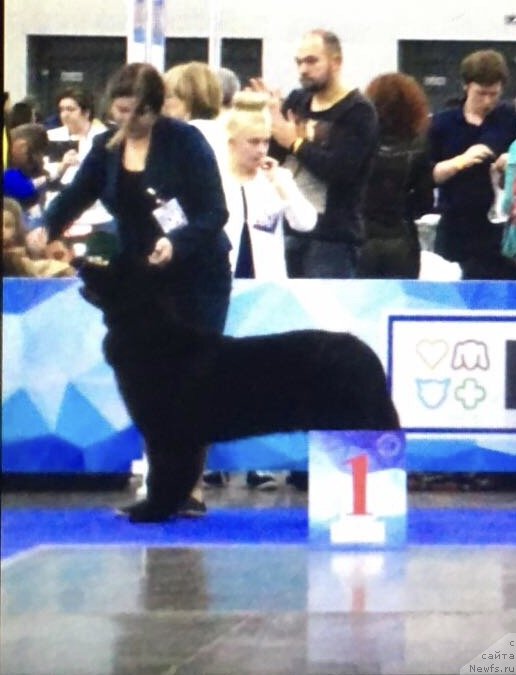 Фото: ньюфаундленд Brownblood MSK Lavy Neman (Браунблад MCК Лави Нэман)