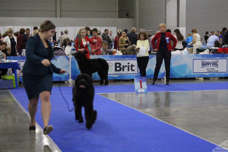 Фото: ньюфаундленд Brownblood MSK Lavy Neman (Браунблад MCК Лави Нэман), Марина Егина