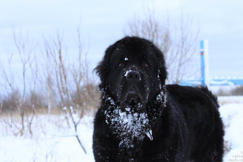 Фото: ньюфаундленд Fiamettahauz Severnaya Korona (Фиаметтахауз Северная Корона)