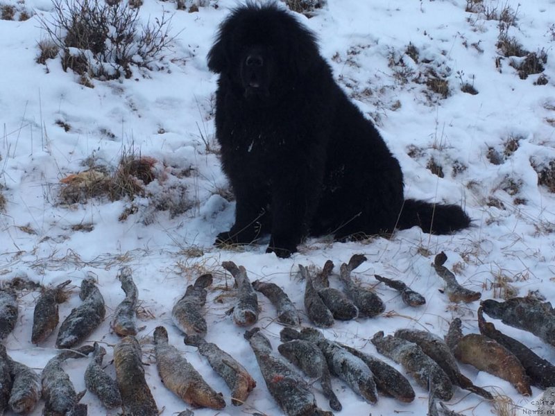 Фото: ньюфаундленд CHeyz Kaden Kleve Led (Чейз Каден Клеве Лед)