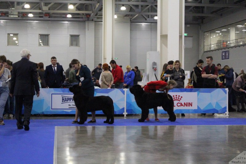 Фото: ньюфаундленд Brownblood MSK Lavy Neman (Браунблад MCК Лави Нэман), Марина Егина, ньюфаундленд Akvian Song Tornado (Аквиан Сонг Торнадо)