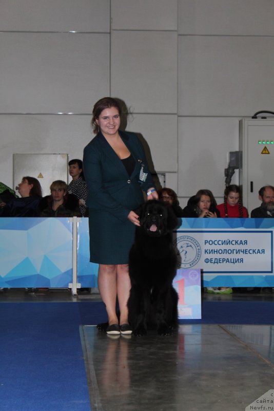 Фото: ньюфаундленд Brownblood MSK Lavy Neman (Браунблад MCК Лави Нэман), Марина Егина