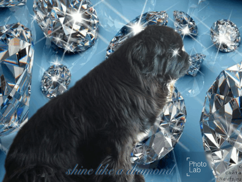 Фото: ньюфаундленд Super Premium Merlin Monro (Супер Премиум Мерлин Монро)