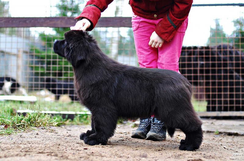 Фото: ньюфаундленд Flyufi Avalanch Myeggi (Флюфи Аваланч Мэгги)