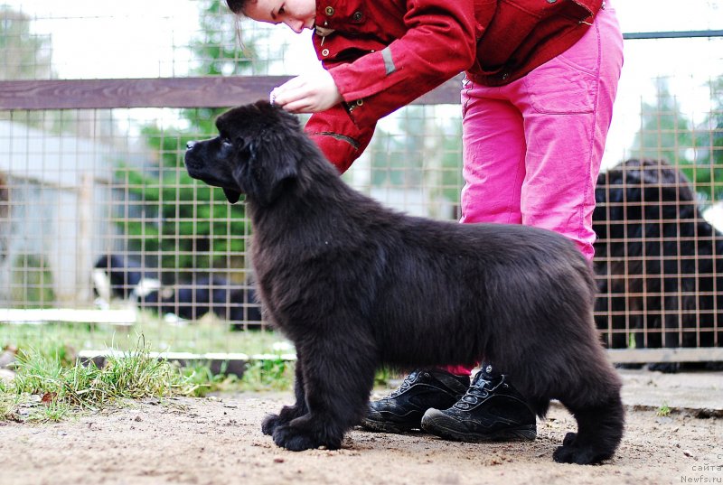 Фото: ньюфаундленд Flyufi Avalanch Myeggi (Флюфи Аваланч Мэгги)