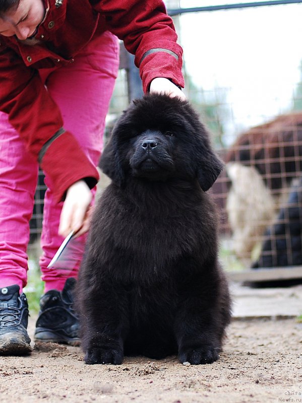 Фото: ньюфаундленд Flyufi Avalanch Myeggi (Флюфи Аваланч Мэгги)