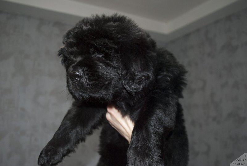 Фото: ньюфаундленд CHernyiy Balu Morisabel' (Черный Балу Морисабель)