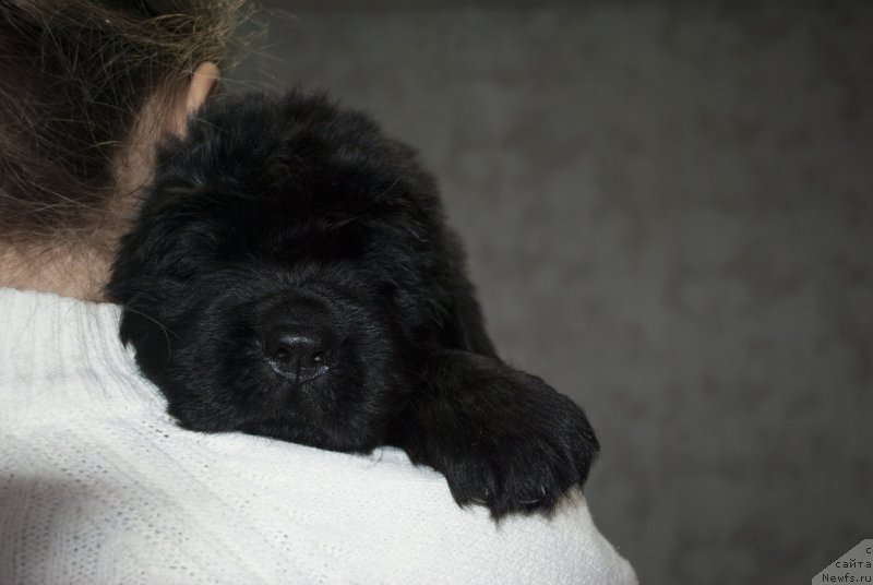Фото: ньюфаундленд CHernyiy Balu Morisabel' (Черный Балу Морисабель)