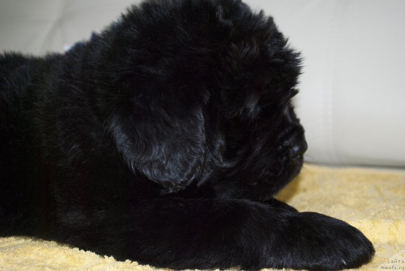 Фото: ньюфаундленд CHernyiy Balu Morisabel' (Черный Балу Морисабель)