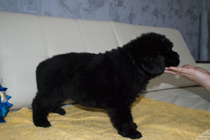Фото: ньюфаундленд CHernyiy Balu Morisabel' (Черный Балу Морисабель)