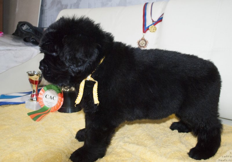 Фото: ньюфаундленд CHernyiy Balu Morisabel' (Черный Балу Морисабель)