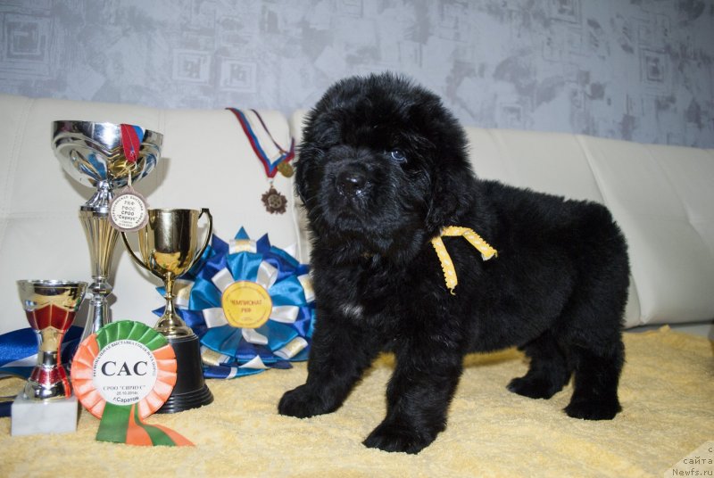 Фото: ньюфаундленд CHernyiy Balu Morisabel' (Черный Балу Морисабель)
