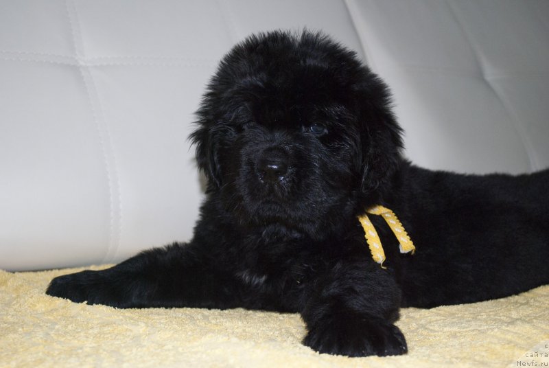 Фото: ньюфаундленд CHernyiy Balu Morisabel' (Черный Балу Морисабель)