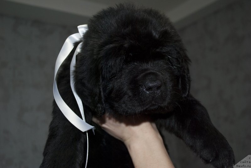 Фото: ньюфаундленд CHernyiy Balu Mariya Magdalena (Черный Балу Мария Магдалена)