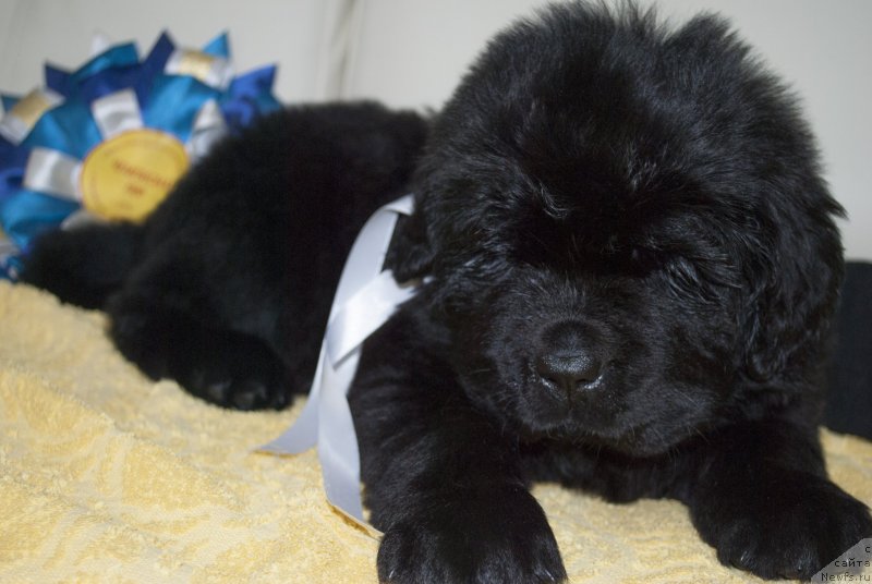 Фото: ньюфаундленд CHernyiy Balu Mariya Magdalena (Черный Балу Мария Магдалена)