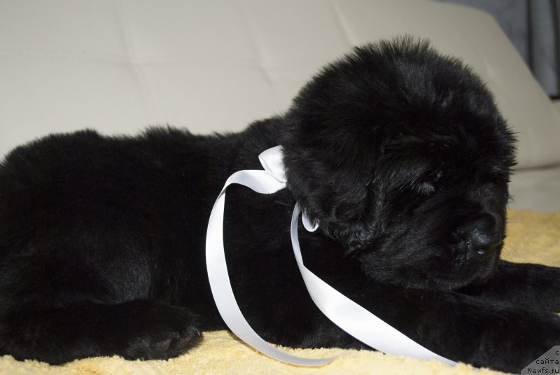 Фото: ньюфаундленд CHernyiy Balu Mariya Magdalena (Черный Балу Мария Магдалена)