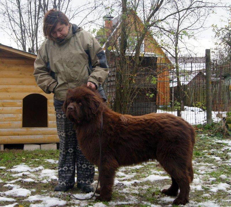 Фото: ньюфаундленд Brownblood MSK Lyon Labi-Roni (Браунблад  МСК Лион Лаби-Рони), Natal'ya Borisova (Наталья Борисова)