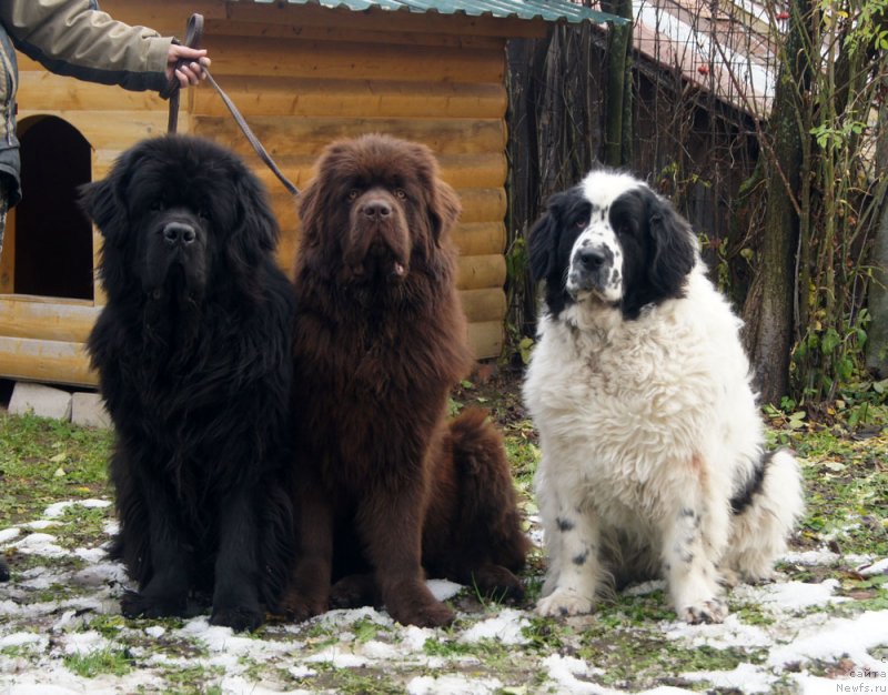 Фото: ньюфаундленд First-Right Champ (Фест-Райт Чемп), ньюфаундленд Brownblood MSK Lyon Labi-Roni (Браунблад  МСК Лион Лаби-Рони), ньюфаундленд Sent Djons Carevna Lebed (Сент Джонс Царевна Лебедь)