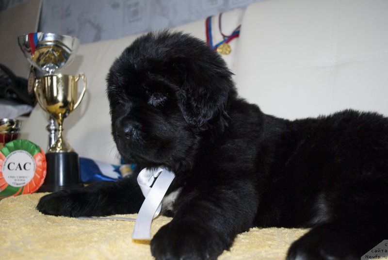 Фото: ньюфаундленд CHernyiy Balu Mariya Magdalena (Черный Балу Мария Магдалена)