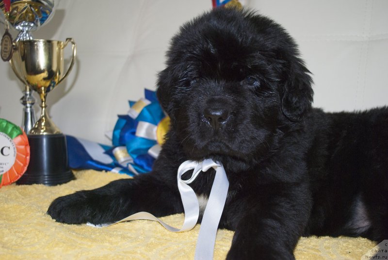 Фото: ньюфаундленд CHernyiy Balu Mariya Magdalena (Черный Балу Мария Магдалена)