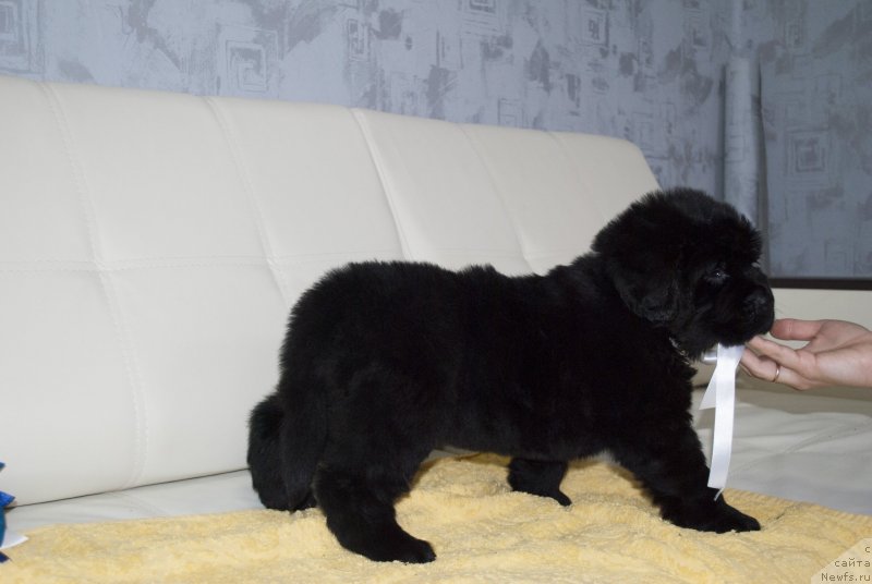 Фото: ньюфаундленд CHernyiy Balu Mariya Magdalena (Черный Балу Мария Магдалена)