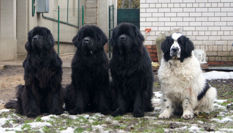 Фотография № 231729