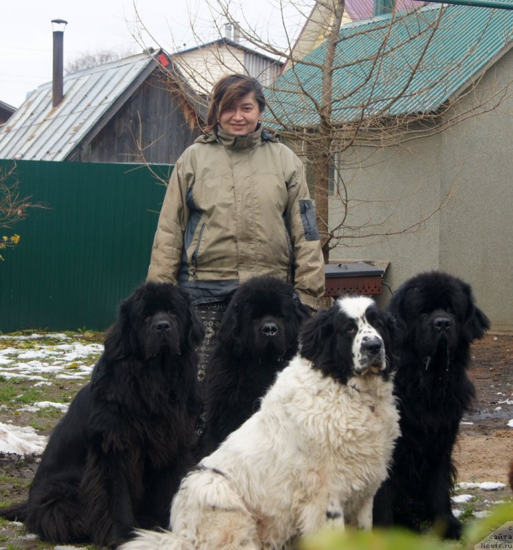 Фото: ньюфаундленд Sent Djons Ulrika (Сент Джонс Ульрика), ньюфаундленд Florin Gold Treja (Флорин Голд Трежа), ньюфаундленд Sent Djons Carevna Lebed (Сент Джонс Царевна Лебедь), ньюфаундленд First-Right Champ (Фест-Райт Чемп), Natal'ya Borisova (Наталья Борисова)