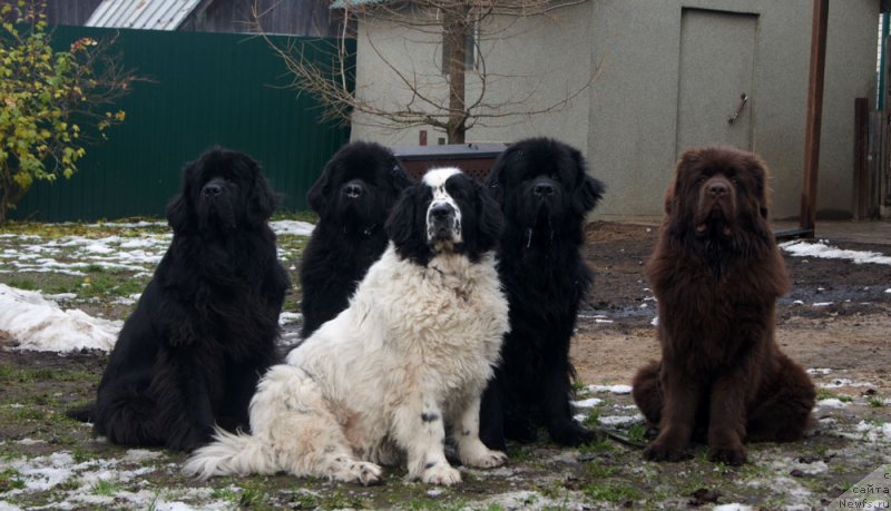 Фото: ньюфаундленд Sent Djons Ulrika (Сент Джонс Ульрика), ньюфаундленд Florin Gold Treja (Флорин Голд Трежа), ньюфаундленд Sent Djons Carevna Lebed (Сент Джонс Царевна Лебедь), ньюфаундленд First-Right Champ (Фест-Райт Чемп), ньюфаундленд Brownblood MSK Lyon Labi-Roni (Браунблад  МСК Лион Лаби-Рони)