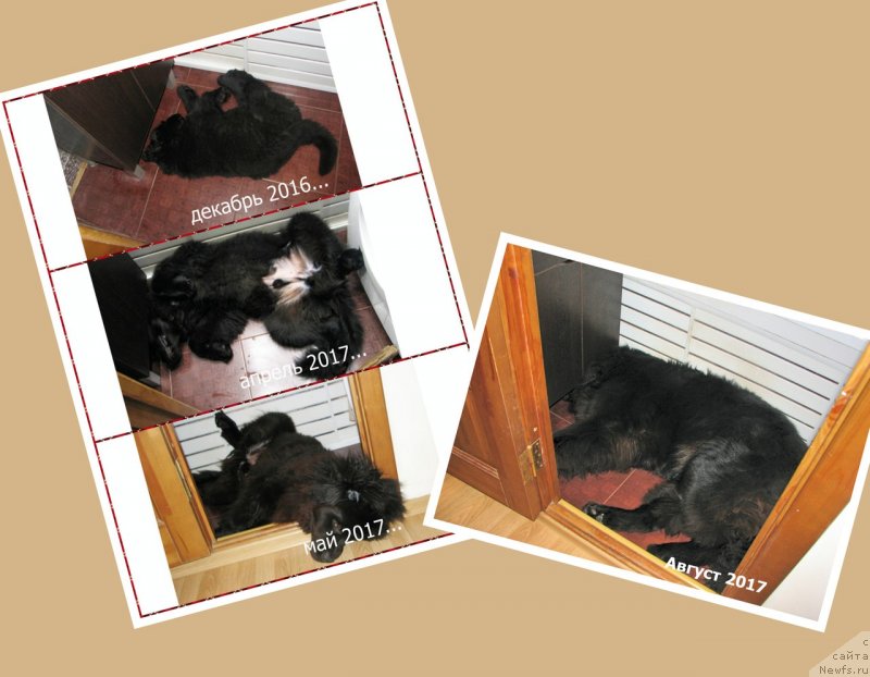 Фото: ньюфаундленд Kozyrniy Tuz s Berega Dona (Козырный Туз с Берега Дона)