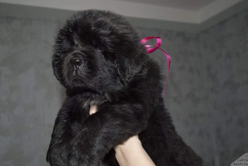 Фото: ньюфаундленд Cherniy Balu Miroslava (Черный Балу Мирослава)