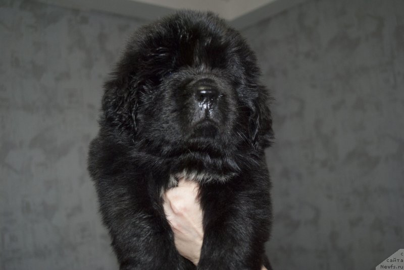 Фото: ньюфаундленд Cherniy Balu Miroslava (Черный Балу Мирослава)