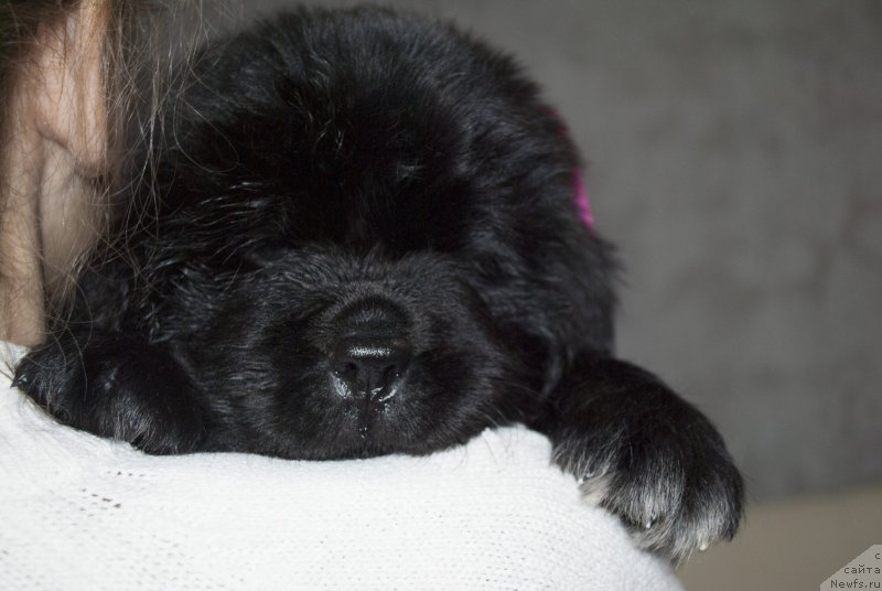 Фото: ньюфаундленд Cherniy Balu Miroslava (Черный Балу Мирослава)
