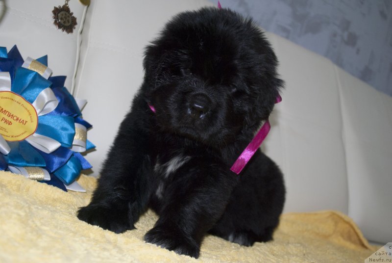 Фото: ньюфаундленд Cherniy Balu Miroslava (Черный Балу Мирослава)
