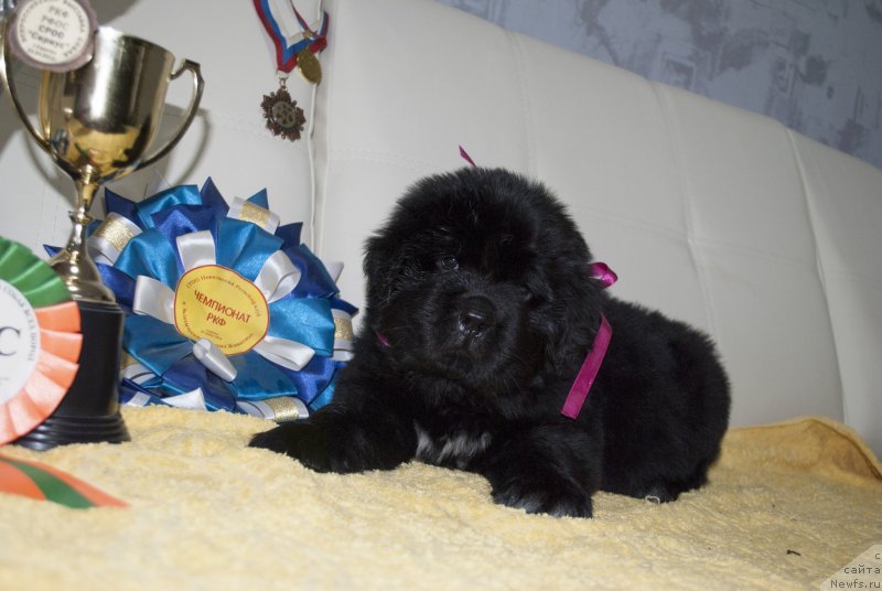 Фото: ньюфаундленд Cherniy Balu Miroslava (Черный Балу Мирослава)