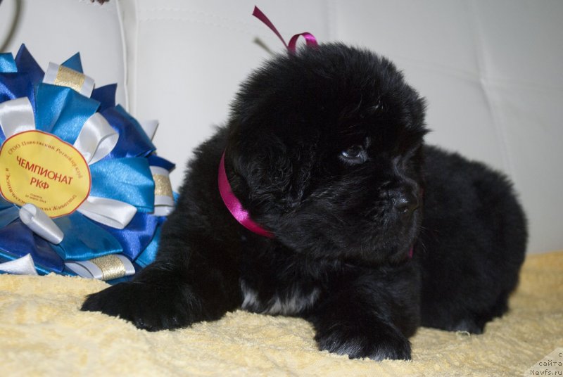 Фото: ньюфаундленд Cherniy Balu Miroslava (Черный Балу Мирослава)