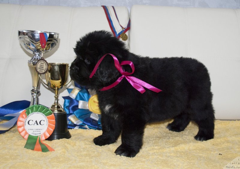 Фото: ньюфаундленд Cherniy Balu Miroslava (Черный Балу Мирослава)