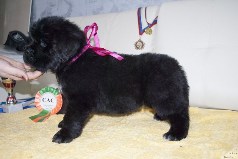 Фото: ньюфаундленд Cherniy Balu Miroslava (Черный Балу Мирослава)