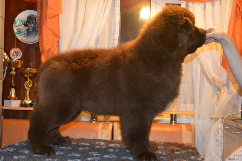 Фотография № 231745