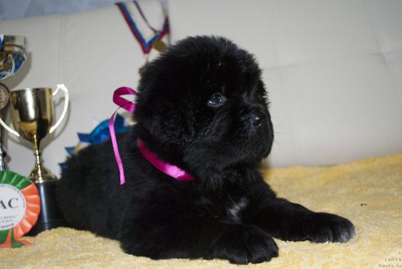 Фото: ньюфаундленд Cherniy Balu Miroslava (Черный Балу Мирослава)