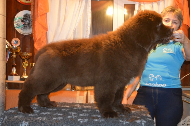 Фотография № 231748