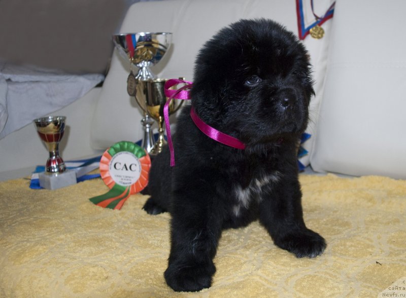 Фото: ньюфаундленд Cherniy Balu Miroslava (Черный Балу Мирослава)
