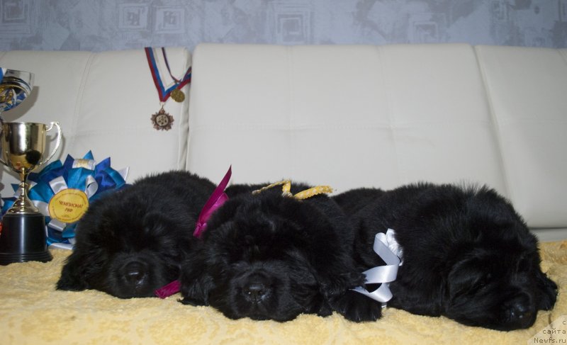 Фото: ньюфаундленд Stepnaya Pal'mira Estestvenno YA Luchshiy (Степная Пальмира Естественно Я Лучший), ньюфаундленд CHernyiy Balu Donna (Черный Балу Донна)