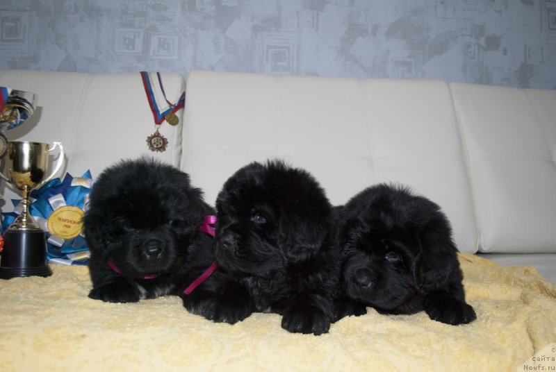 Фото: ньюфаундленд Stepnaya Pal'mira Estestvenno YA Luchshiy (Степная Пальмира Естественно Я Лучший), ньюфаундленд CHernyiy Balu Donna (Черный Балу Донна)